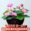 Venta al por mayor de plantas ornamentales en maceta, semillas de loto y nenúfar cultivadas en agua, semillas de flor de loto de cuenco y nenúfar para estanques hidropónicos