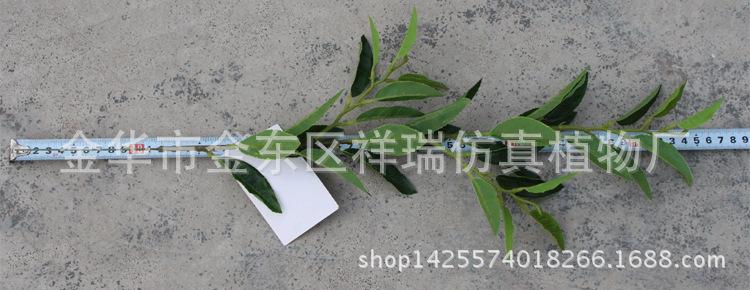 XRB-123单枝都匀毛尖茶叶34叶50厘米4