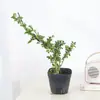 Baoshi Nieve de junio maceta hidropónica bonsái forma de acantilado oficina interior mesa fácil de cuidar plantas de follaje mesa de centro agua