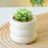 Suculentas Colar de Moedas, Pequenas Plantas de Vaso para Interior, Grandes e Fáceis de Cuidar, Formadoras de Touceiras, Multi-Cabeças, Plantas Verdes para Varanda, Flores Perenes