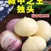 Alho seco fresco de casca roxa com uma única cabeça, originário de Yunnan, alho picante Red Pearl, vegetais da estação, 2,5 kg