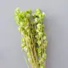 Linterna de Flor Eterna Fruta en stock para venta al por mayor, fruta de gelatina, flor de campanilla de viento, decoración de hotel y casa de huéspedes, arreglos florales, materiales florales para bodas