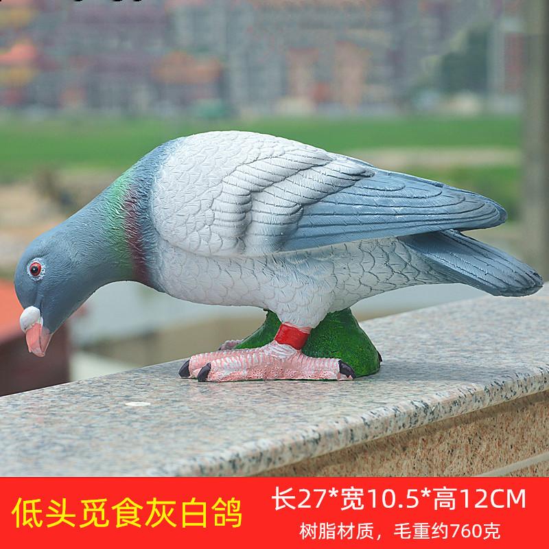 低头觅食灰白鸽