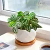 Pequenas plantas de água fria para mesas de escritório, folhagem ornamental, tolerantes à sombra, plantas verdes divertidas, fáceis de cuidar, adequadas para estações de trabalho de iniciantes