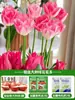 Tulipanes Hidropónicos al por Mayor 5 Grados Bulbos Grandes Resistentes al Frío para Invierno Interior/Exterior Fáciles de Cultivar para Principiantes Flores en Maceta Plantas