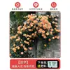 [Plántulas Extra Grandes de 2m] Plántulas de Rosa Rosa Trepadora Plantas Trepadoras Flores de Floración Cuatro Estaciones Rosales en Maceta