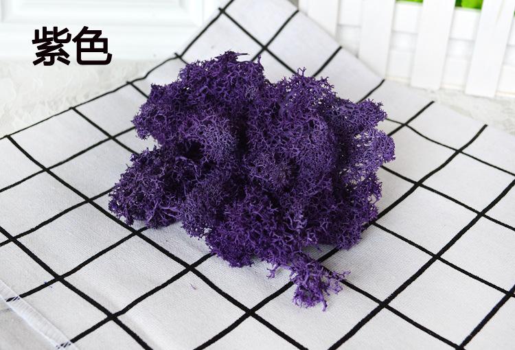 紫色苔藓
