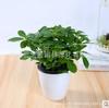 Plantas en Maceta que Atraen Dinero para Aperturas de Negocios, Bonsái de Interior, Plantas de Follaje para Oficina, Plantas Verdes, Árboles de la Fortuna, Plantas de Prosperidad