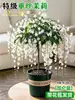 Planta de Jasmim em vaso para pendurar para uso interno com botões, planta verde resistente, planta pendente, flor de jasmim-de-vento, fácil de cuidar o ano todo