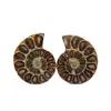 Rebanadas Fósiles de Caracola Natural de Madagascar Adornos de Escritorio Conquitas Muestras Paleontológicas Venta al por Mayor Piedras de Cristal