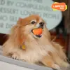 Juguete para Perros Laroo Leno Pelota Resistente a Mordidas para Aliviar el Aburrimiento Mascota Teddy Golden Retriever Sonido Juguete para Dentición de Cachorro
