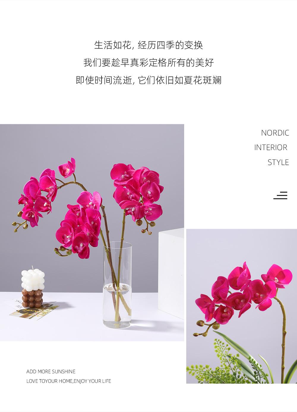 小7头蝴蝶兰详情图