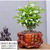 Planta de Jazmín en Maceta Florece en Todas las Estaciones, Plántulas de Jazmín Especialmente Aromáticas con Capullos, Plantas con Flores, Florales de Interior, Fácil de Cultivar