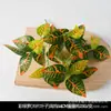 Planta Verde Artificial en Maceta Decoración Hoja Persa Flor de Plástico Hogar Interior Césped Verde Artificial Planta Bonsái Decorativo