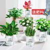 Plantas em vasos Golden Diamond, Cestas de rabanete verde Platinum Diamond, Plantas verdes de folhas grandes hidropônicas, Suculentas, Flores fáceis de cultivar para pessoas preguiçosas no escritório