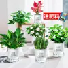 Plantas Verdes em Vasos de Diamante Dourado, Cesta de Jiboia com Diamante de Platina, Plantas Hidropônicas, Flores, Suculentas, Flores Fáceis de Cultivar para Pessoas Preguiçosas no Escritório