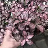 Plantas de Piedra Absorbente Plantas Verdes Piedra de Agua Acuaterrario Tanque de Selva Rocalla Paisajismo Musgo Helecho Micro-paisaje Plantas de Bonsái