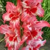 Bulbos de Gladiolo y Flor de Acanthopanax, plántulas de flores en maceta, perenne, resistente al frío, fáciles de cultivar y mantener durante todo el año, bulbos florales con capullos