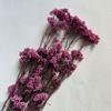 Fabricantes de flores al por mayor Yunnan vivero flor de concha material flor eterna flor de arroz DIY flor seca mini ramo
