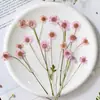 Camomila Tingida com Galhos, Flores Secas Multi-Cabeças, Flores Prensadas, Kit de Materiais para Espécimes de Plantas DIY, Scrapbook e Resina Epóxi