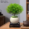 Planta Bonsái Miniatura de Nanmu Rojo, Planta Verde de Fácil Cuidado para Escritorio de Oficina, Adecuada para Todas las Estaciones