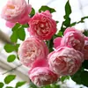 Plántulas de Rosa Gypsophila Ultra Finas, Plántulas de Rosas Florecientes, Florales de Maceta de Cuatro Estaciones, Plantas Trepadoras, Rosales y Plantas Verdes