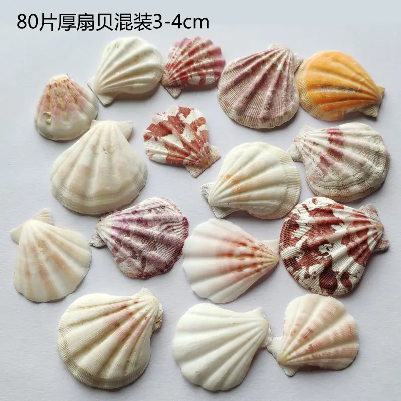 80片厚扇贝混装
