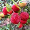 Dropshipping Plántulas de Bayberry Xianju Auténticas Injertadas Dongkui Yang Plántulas de Ciruela Carbón Negro En Maceta Plántulas de Fruta Extra Grande del Sur