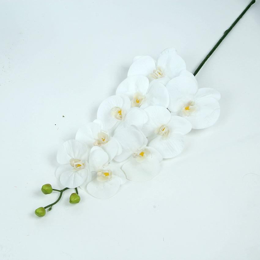 胶片蝴蝶兰 主图16.jpg