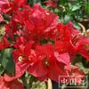 Planta en Maceta de Buganvilia Roja de Doble Pétalo con Flores, Plántulas de Buganvilia, Variedades de Flores Prolíficas, Plantas de Interior Trepadoras sobre Tronco Viejo para Todas las Estaciones