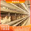 Jaula Automática Completa para Codornices, Jaula Tipo H para Pollos de Engorde, Jaula Tipo A para Gallinero de Pollos, Jaula Apilable para Huevos para Cría Casera, Jaula para Palomas