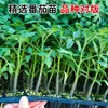 Mudas de berinjela para quatro estações, plantas em vaso com terra, variedades antigas enxertadas de berinjela roxa e sementes de berinjela de Hangzhou, mudas de vegetais de primavera