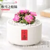 Plantas suculentas de interior, flores de cactos pequenos em vasos, plantas verdes para mesa de escritório e jardim de infância, plantas suculentas em formato de bola