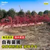 Plántulas de Arce de Hoja de Arce con Injertos de Arce Rojo, Adecuadas para Plantar Tanto en Regiones del Norte como del Sur, Plántulas Grandes, Resistentes al Frío, Adecuadas para Macetas en el Patio, Árboles de Paisajismo Nativo para Exteriores