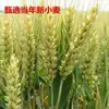 Granos de trigo pelado de granja granos de trigo arroz granos de trigo pelado granos de cebada granos mixtos granja envío gratis comestible para cocinar gachas al por mayor