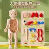 Aids de Ensino Modelo de Estrutura de Órgãos Internos Humanos Transfronteiriços Modelo de Estrutura Facial Órgão Destacável Corpo 3D Brinquedos Infantis
