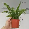 [Suministro Directo de Base] Planta Pequeña en Maceta Micro-Paisaje Planta Verde Ingeniería Enverdecimiento Planta en Maceta A90 Helecho de Boston