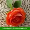 Flores Artificiales Flor Naranja Materiales Boda Salón de Bodas Decoración del Hogar Rosas Artificiales Flores Falsas Flores de Plástico Venta al por Mayor