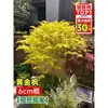 Vivero de arces rojos japoneses para dropshipping, árbol enano rojo de cuatro estaciones, árbol paisajístico Princesa Danza Roja, resistente al frío para exteriores para villas