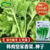 Semillas de Cilantro Han Yu, Cilantro de Cuatro Estaciones / Semillas de Cilantro Vegetal, Plantas de Jardín en Maceta, Siembra en Todas las Estaciones