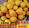 Albaricoques Miel Holandesa Auténticos de Yantai, Shandong, Fruta Fresca, Dulzura Pura, Recolectados Frescos en Temporada, Aptos para Mujeres Embarazadas, Envío Gratis Vía Sf Express