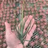 Ervas e Flores Sem Solo Plantas Verdes Flores em Vasos Plantas de Interior Raiz Vermelha Velho Homem Desktop Plantas Aéreas Múltiplos Tipos Sala de Estar