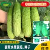Semillas de Pepino Fruta de Jade Campo Agrícola Campo de Verduras Verduras Crujientes, Dulces y Jugosas Semillas de Pepino Fruta de Núcleo Verde