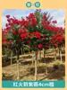 Mudas de Resedá Flores de Pátio Mudas Grandes Sala de Plantas Exterior Vermelho Roxo Mudas de Resedá Paisagismo de Vilas Plantas em Vasos Dropshipping