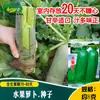 Semillas de Rábano Fruta, Adecuadas para Tierras de Cultivo, Huertos, Plantas en Maceta para Balcón, Crujientes y No Propensas a Pudrirse, Fáciles de Cultivar