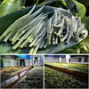 Muestras Directamente del Fabricante para Degustación de Prueba, Paquete de Prueba de Muestra de Té Suelto de 16 g, Té Negro de Yunnan, Té Pu'Er, Té Blanco, Té Maduro