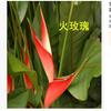 Oferta Especial Plantas y Flores Verdes Grandes de Interior, Plantas en Maceta Ave del Paraíso, Strelitzia Regina Plantas Verdes Ornamentales para el Hogar Bonsái