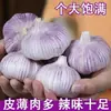 Alho de cultivo em fazenda atacado 5kg 4cm-5cm fruto grande alho seco alho roxo e branco de Shandong produtos secos