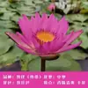 Una generación de nenúfares plantas hidropónicas floración de cuatro estaciones nenúfares de colores terrosos loto de agua nenúfares de interior