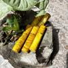Porta Palillos Tallado de Palo de Rosa Grande con Forma de Colmillo de Dragón, Caja de Palillos Mini Portátil de Ébano con Hilo Dorado de Nan, Artículo Creativo para Regalar